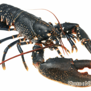 Homard bleu