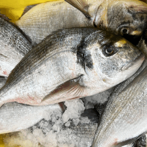 Daurade Royale aquaculture