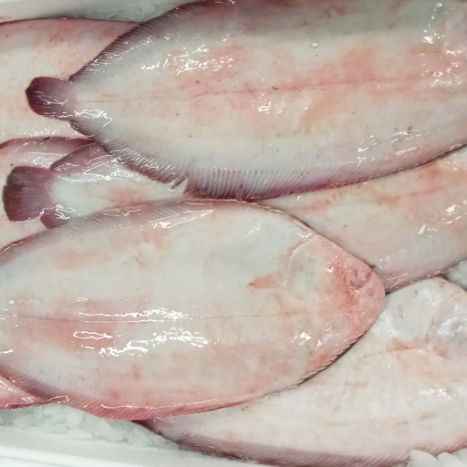 Sole de Bretagne – Image 2