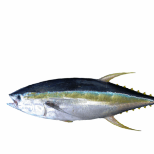 Longe de thon Albacore