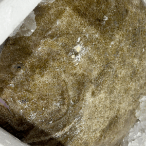 Turbot